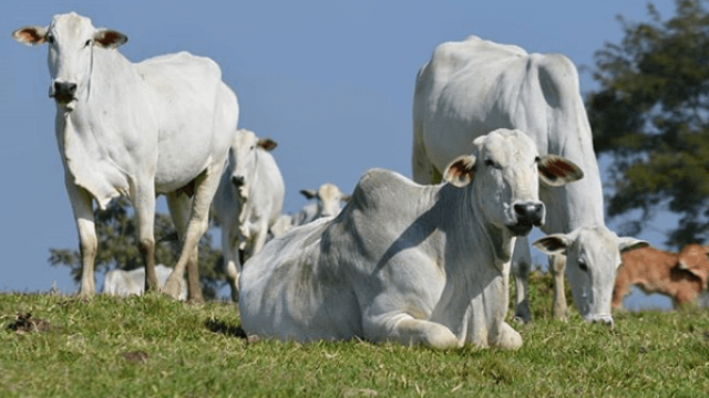 IATF de bovinos: tire suas principais dúvidas