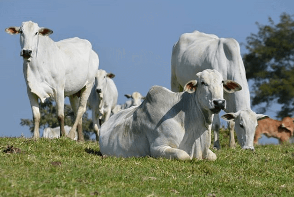 IATF de bovinos: tire suas principais dúvidas