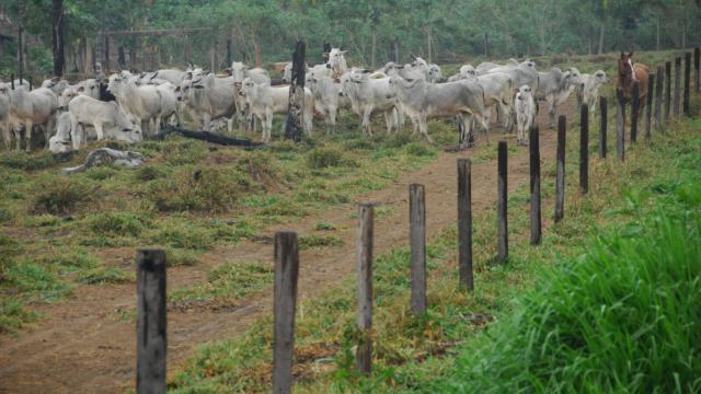 Como reduzir o custo da cerca para gado
