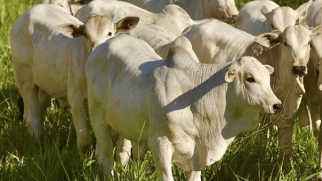Efeito sanfona na engorda de gado: saiba como evitar