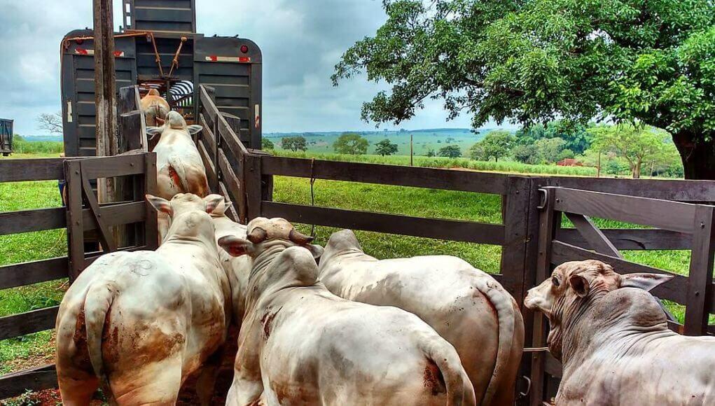 Malásia autoriza importação de bovinos vivos do Brasil Malásia autoriza importação de bovinos vivos do Brasil