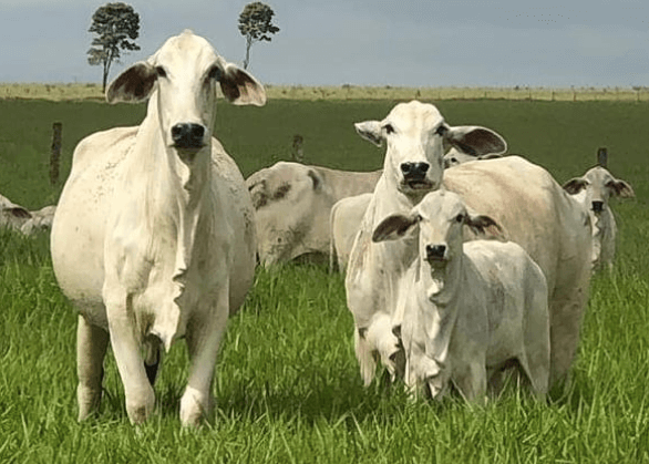 Mistura de fubá com sal mineral para gado fubá no sal mineral - Mistura de fubá com sal mineral para gado