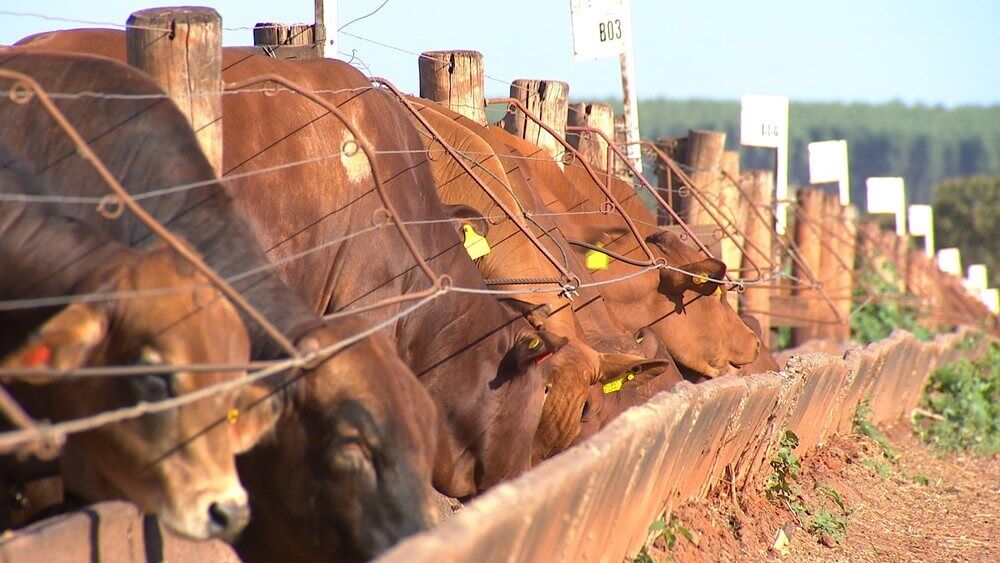 Procura por confinamento cresce com queda da qualidade da pastagem Procura por confinamento cresce com queda da qualidade da pastagem