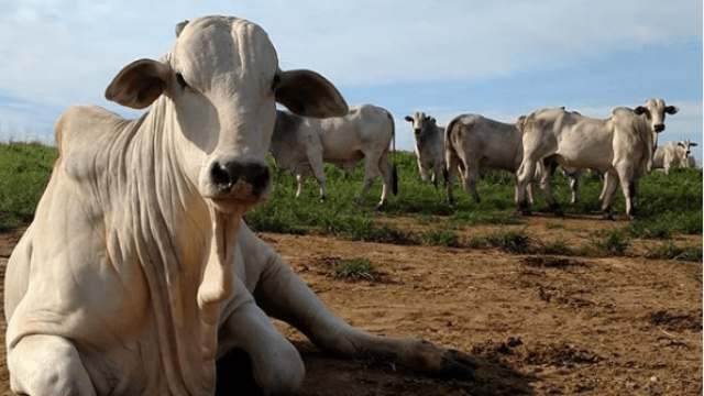 Doença da vaca louca: como evitar no gado?