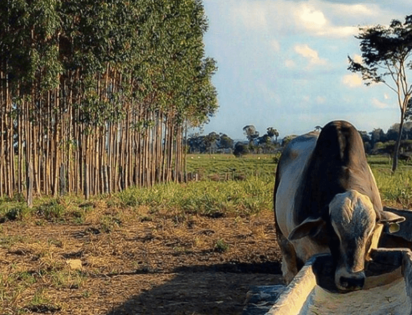 Tipos de farelo para gado farelo para o gado - Tipos de farelo para gado