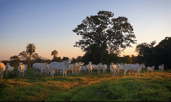 A silagem para bovinos substitui o pasto? silagem substitui o pasto - A silagem para bovinos substitui o pasto?