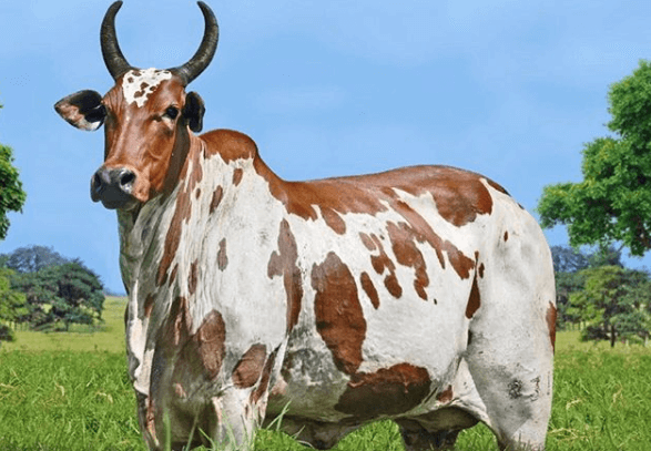 Principal motivo de uma vaca não emprenhar vaca não emprenhar - Principal motivo de uma vaca não emprenhar