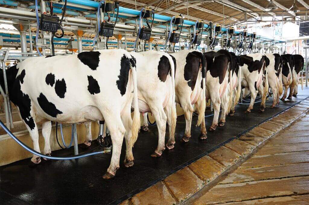 Como iniciar uma produção de gado de leite producao gado de leite - Como iniciar uma produção de gado de leite