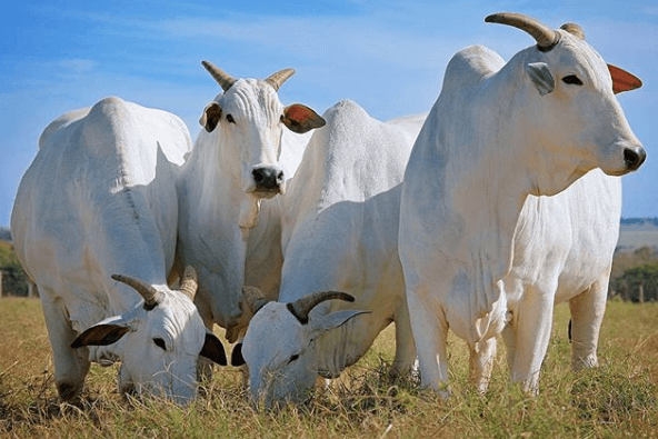 Casos de raiva bovina reascendem alerta no RS Casos de raiva bovina reascendem alerta no RS