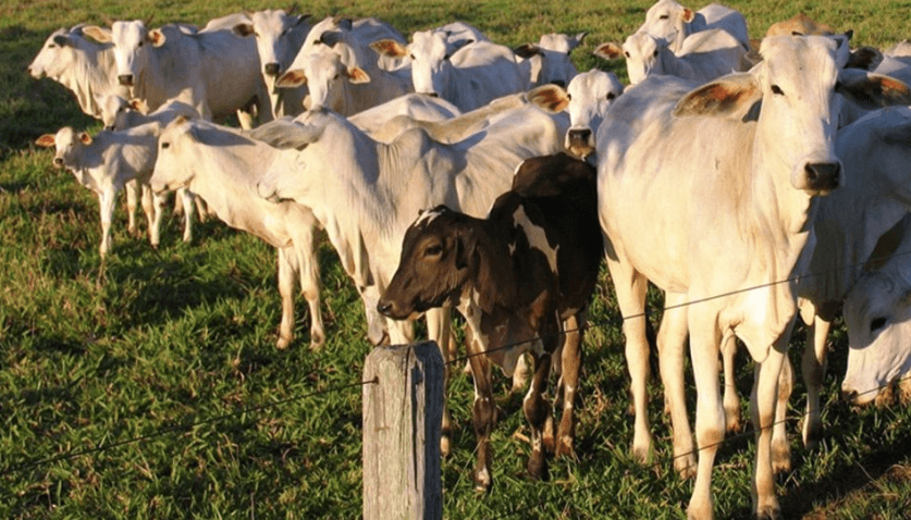 Pecuária de corte alavanca agronegócio no MT Pecuária de corte alavanca agronegócio no MT