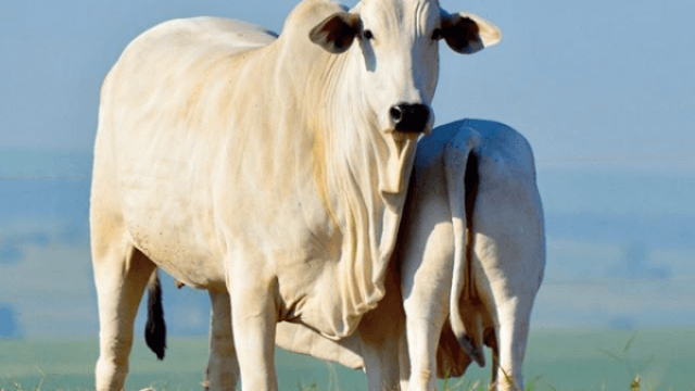 Higiene na ordenha de vacas: antes, durante e depois