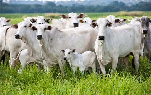 Quando colocar os animais no pasto? Quando colocar os animais no pasto?