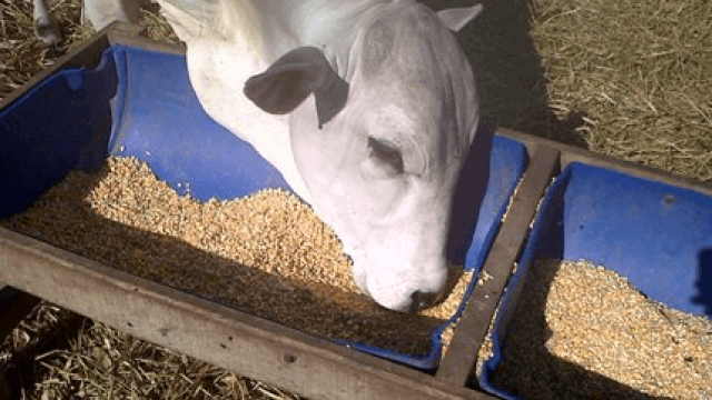 Alimentação dos bovinos: uso de palhadas da lavoura