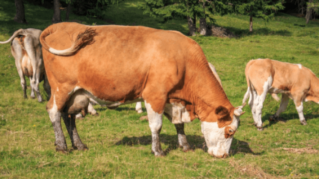 Anestro bovino relacionado à deficiência nutricional