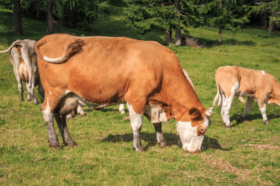 Anestro bovino pode ser prevenido com nutrição adequada 