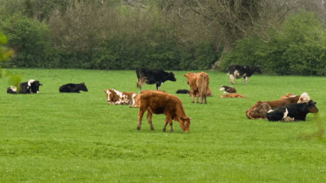 Como prevenir as principais doenças em bovinos