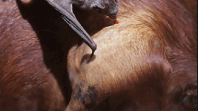 Picada de morcego em bovinos pode transmitir raiva