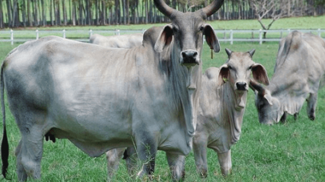 Bem-estar bovino deve estar presente na pecuária
