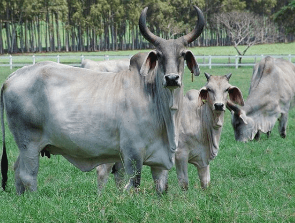 Bem-estar bovino: conceito deve estar presente na pecuária