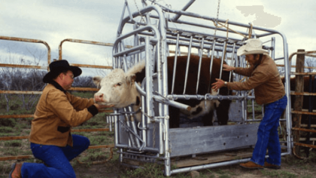 Bem estar animal: fechar bovinos sem estresse