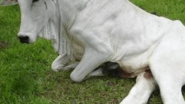 Botulismo em bovinos: 5 dicas para prevenção