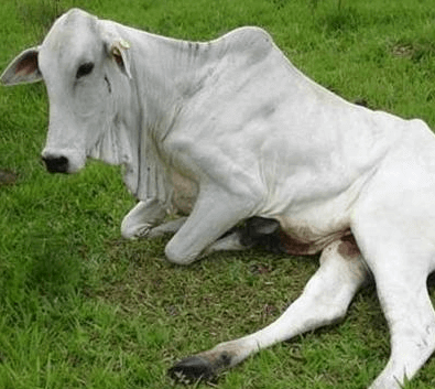 Como prevenir o botulismo em bovinos