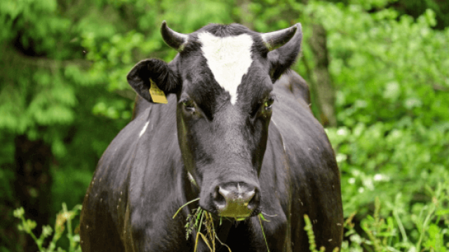 Alimentos da fazenda no confinamento de bovinos de corte