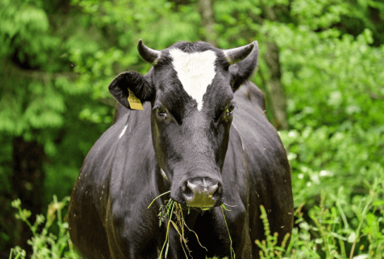 Usar alimentos da fazenda no confinamento de bovinos de corte