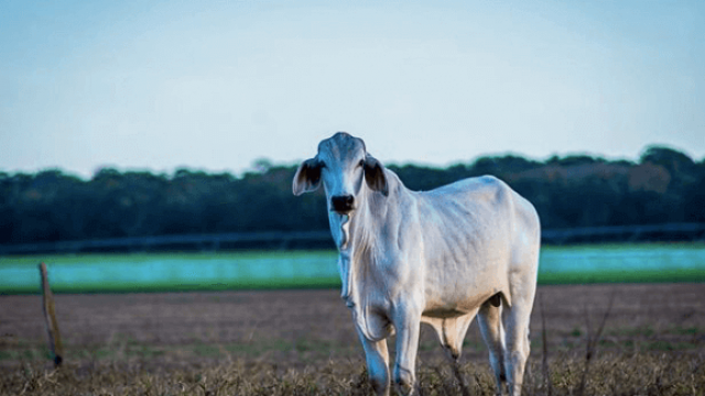 5 dicas para proteger o gado de corte do calor excessivo