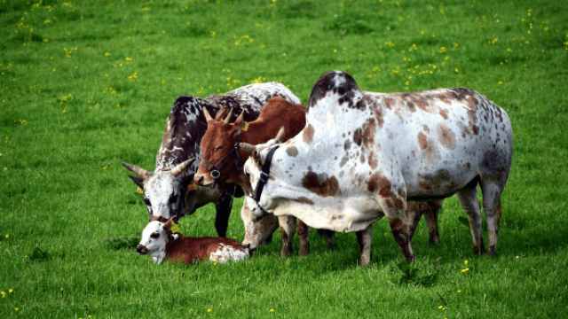 Medicamentos bovinos: descarte correto de embalagens