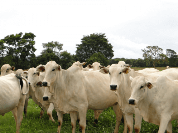 Confira dicas sobre como realizar compra de gado em leilão
