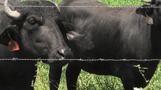 Conheça sobre a produção de búfalo no Brasil