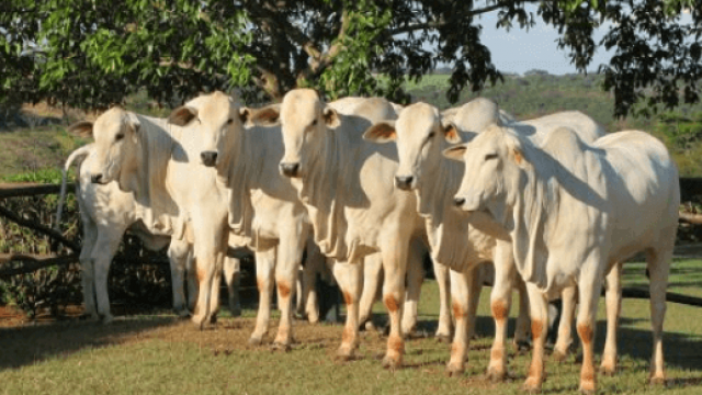 Controle parasitário previne graves doenças bovinas
