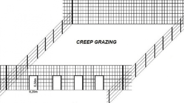 Creep grazing e creep feeding: importância e diferenças