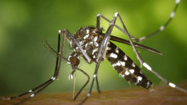 Dengue na zona rural como prevenir