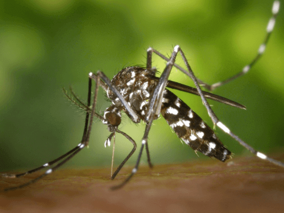 Elimine a dengue na zona rural. O mosquito transmissor do vírus é o Aedes aegypti. 