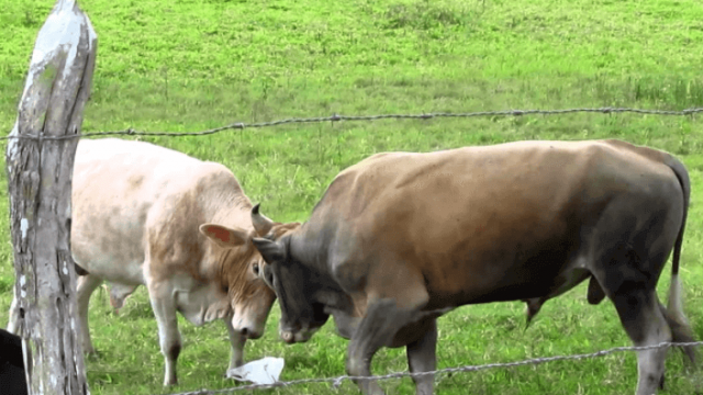 Descorna de bovinos evita feridas e machucados