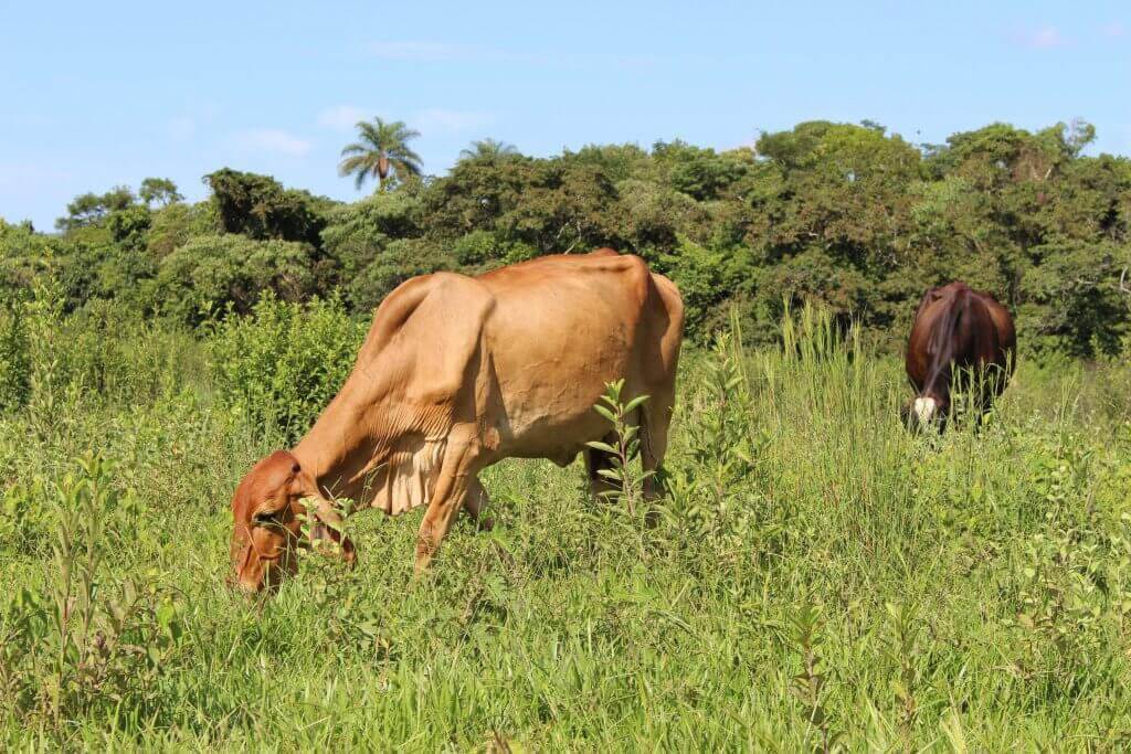 Bem-estar animal: como diminuir o estresse dos bovinos