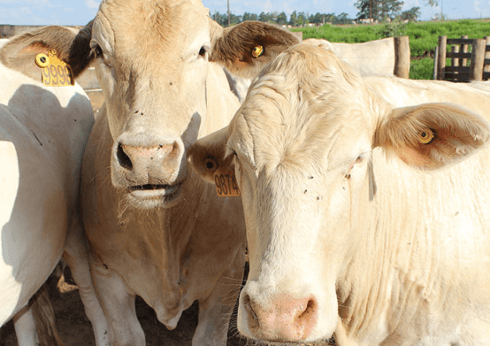 Pecuaristas gaúchos perdem mais de R$170 mi anuais com doença parasitária Pecuaristas gaúchos perdem mais de R$170 mi anuais com doença parasitária