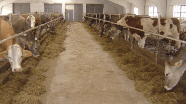 Como melhorar a eficiência na alimentação de gado
