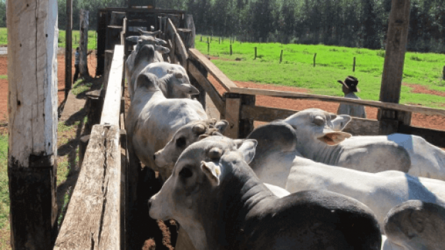 Quais as medidas de embarcador de bovinos ideais?