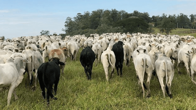 Estação de monta de bovinos: quais são meses certos