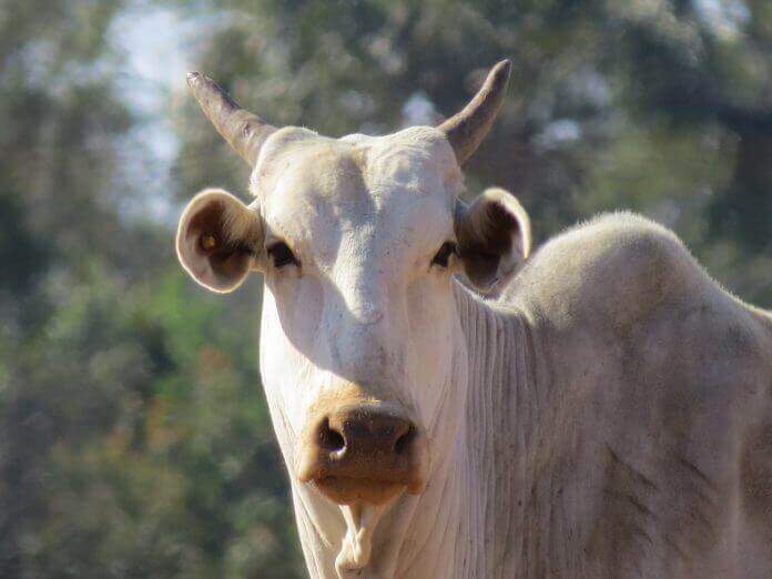 Maio foi o melhor mês do ano em exportação de carne bovina Maio foi o melhor mês do ano em exportação de carne bovina