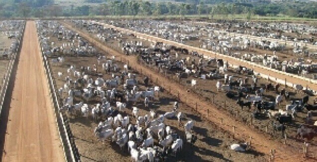 Fazenda de confinamento do Mato Grosso alcança rendimento de carcaça de 54,5% Fazenda de confinamento do Mato Grosso alcança rendimento de carcaça de 54,5%