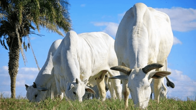 Como criar gado de corte: qual o melhor sistema?