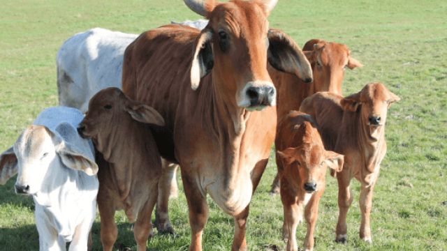 Gado Brahman: ótimo investimento para gado de corte