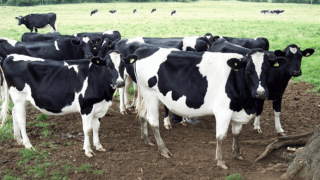 Produção de leite no Brasil tem potencial de crescimento?