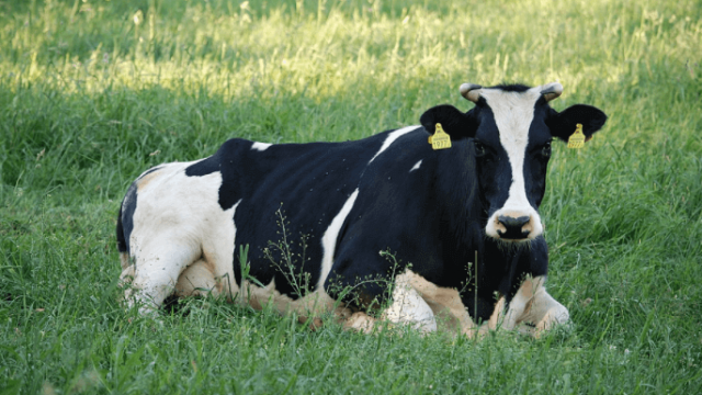Ração bovinos leite: o que oferecer na seca?