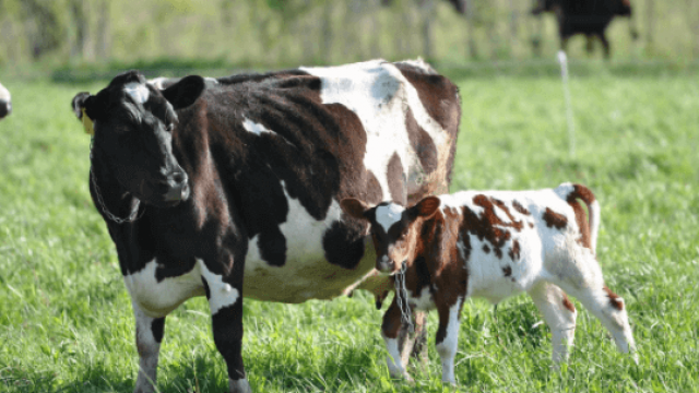 Diagnóstico de gestação de uma vaca