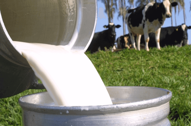 Gordura do leite é um bom termômetro para medir a qualidade 